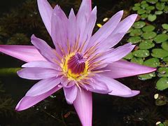 flower of the flock